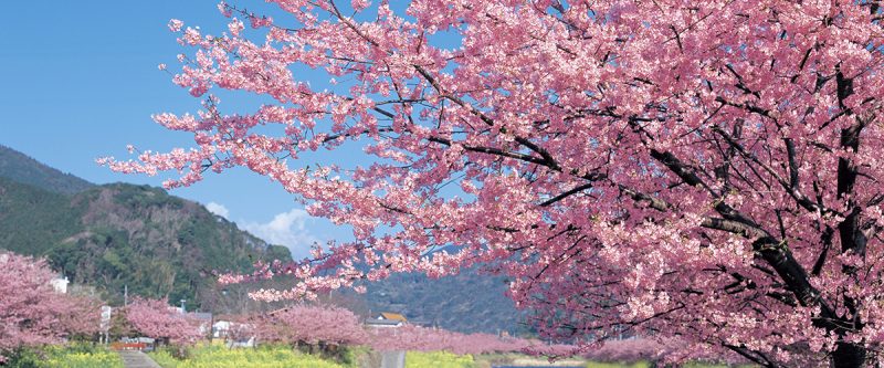 Ngẩn ngơ mùa hoa anh đào Đài Loan